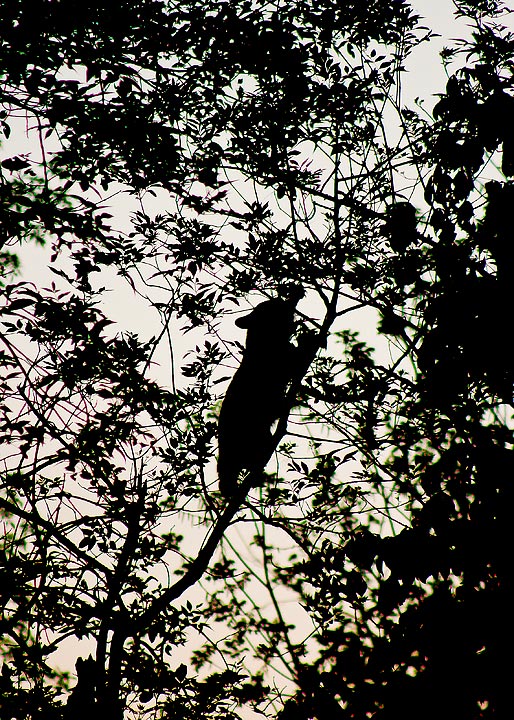 Bear cub in tree