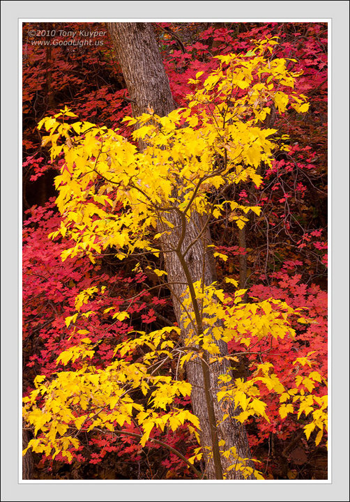 Box Elder & Maples