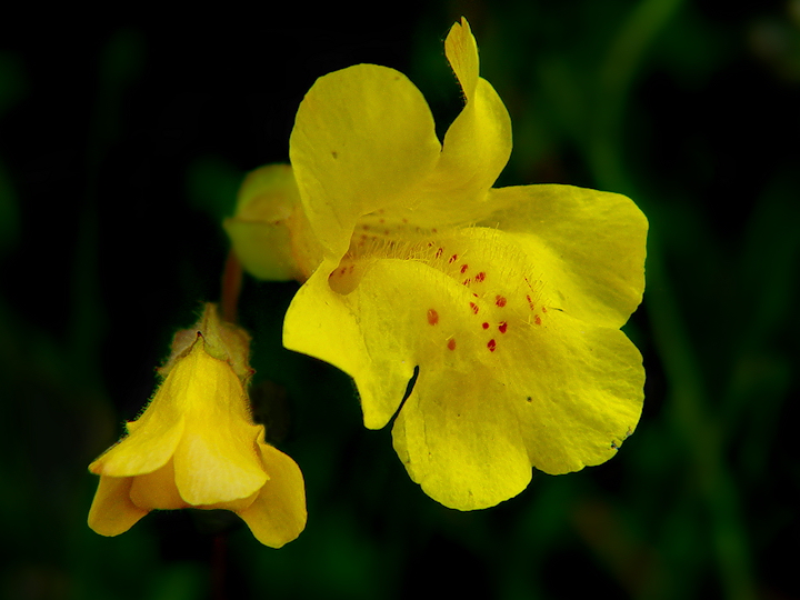 459 - Wild Snapdragon