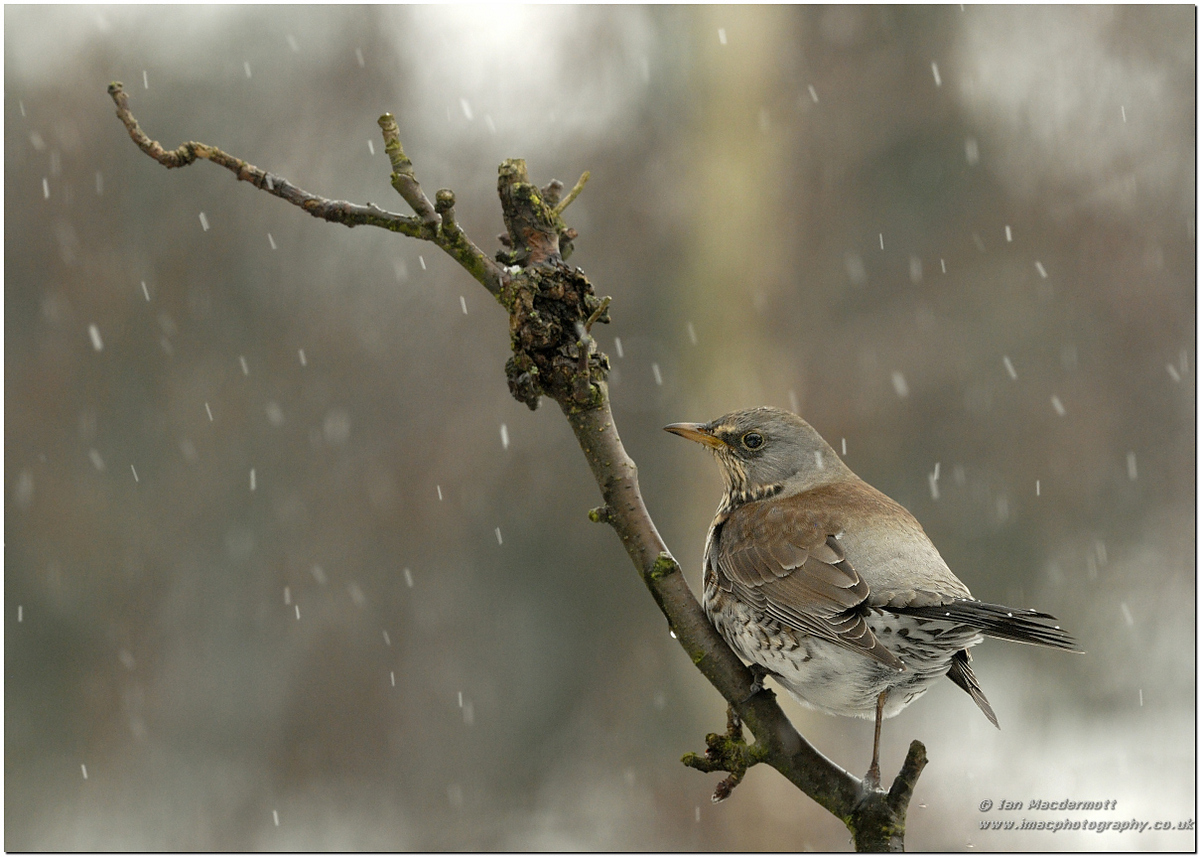 Fieldfare