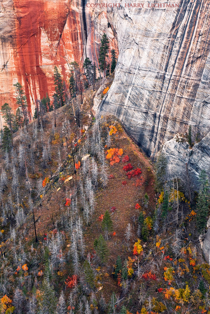 Technicolor Terrace