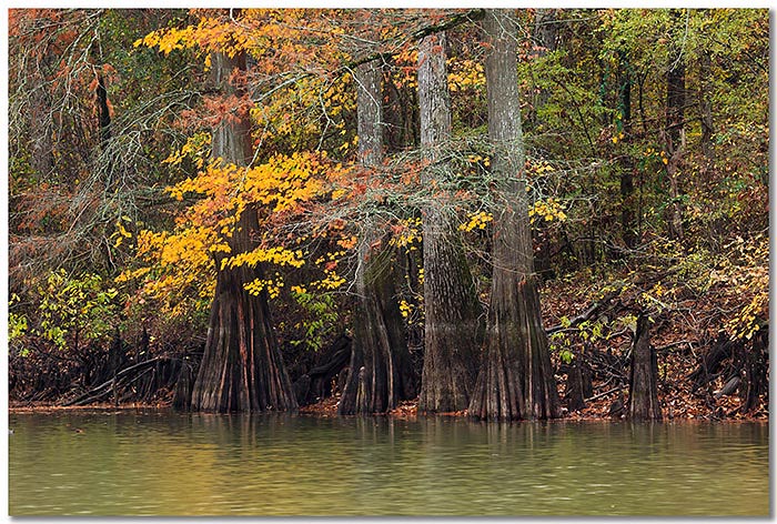 Late fall in the bayou