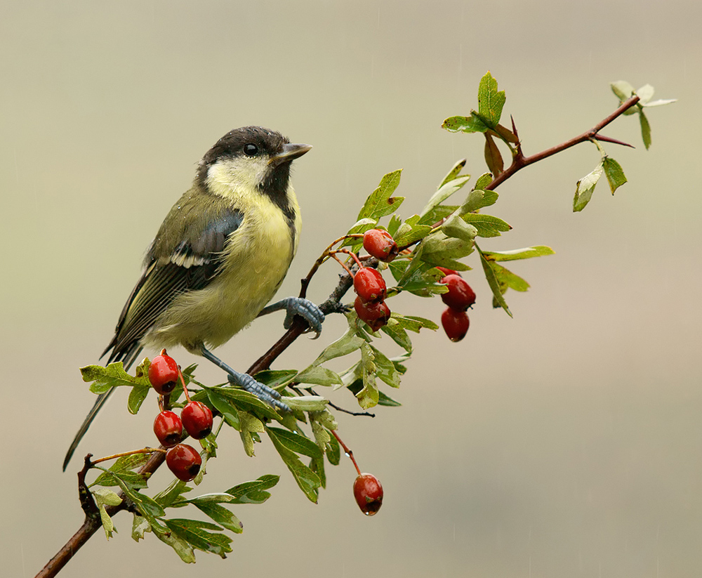 Juvenile Great Tit