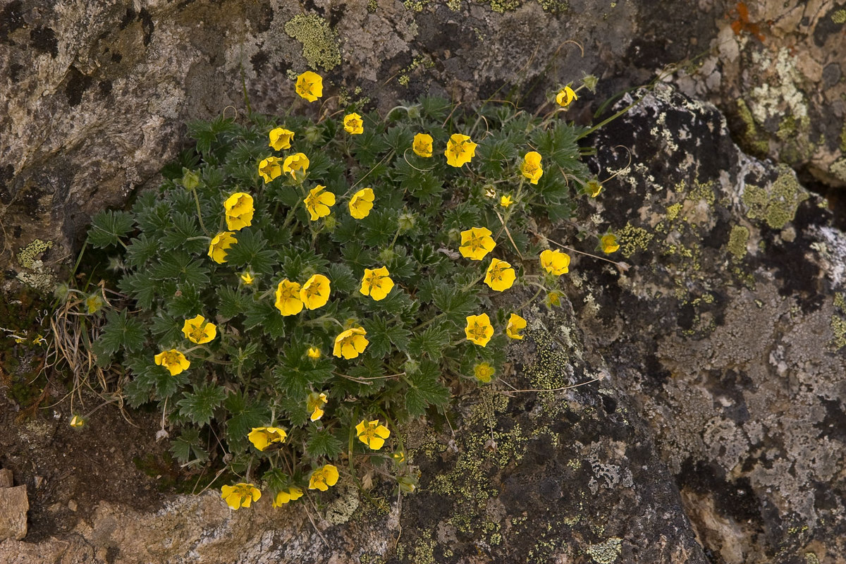 More Alaska Wild Flowers
