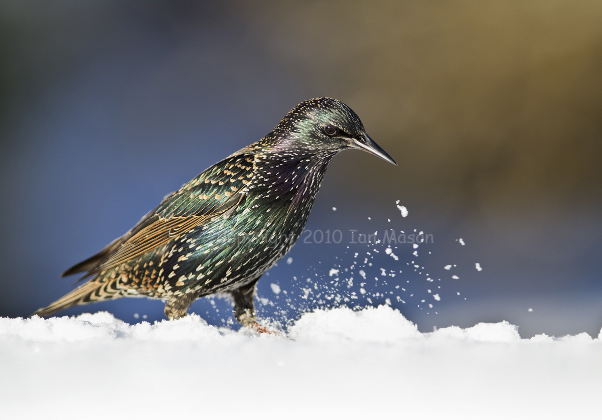 Starling