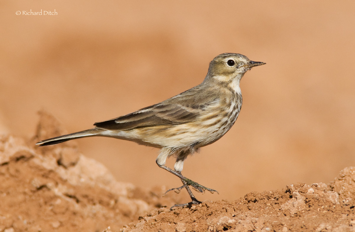 American Pipit