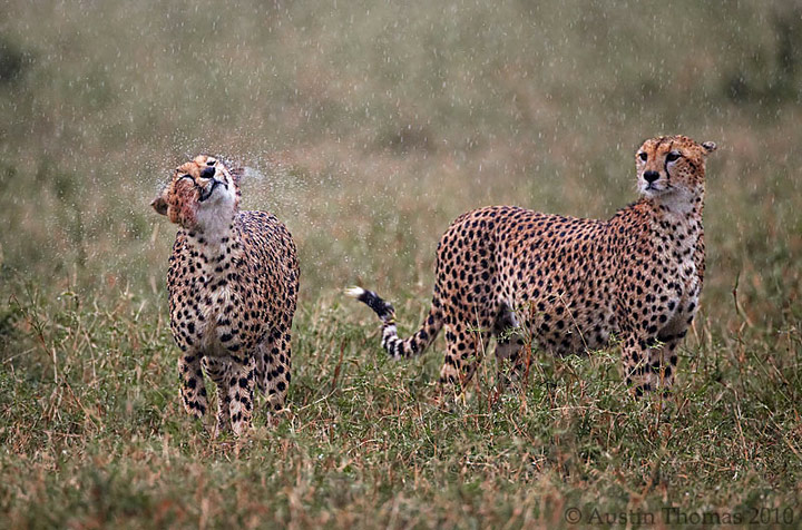 Soaking Wet Cheetahs