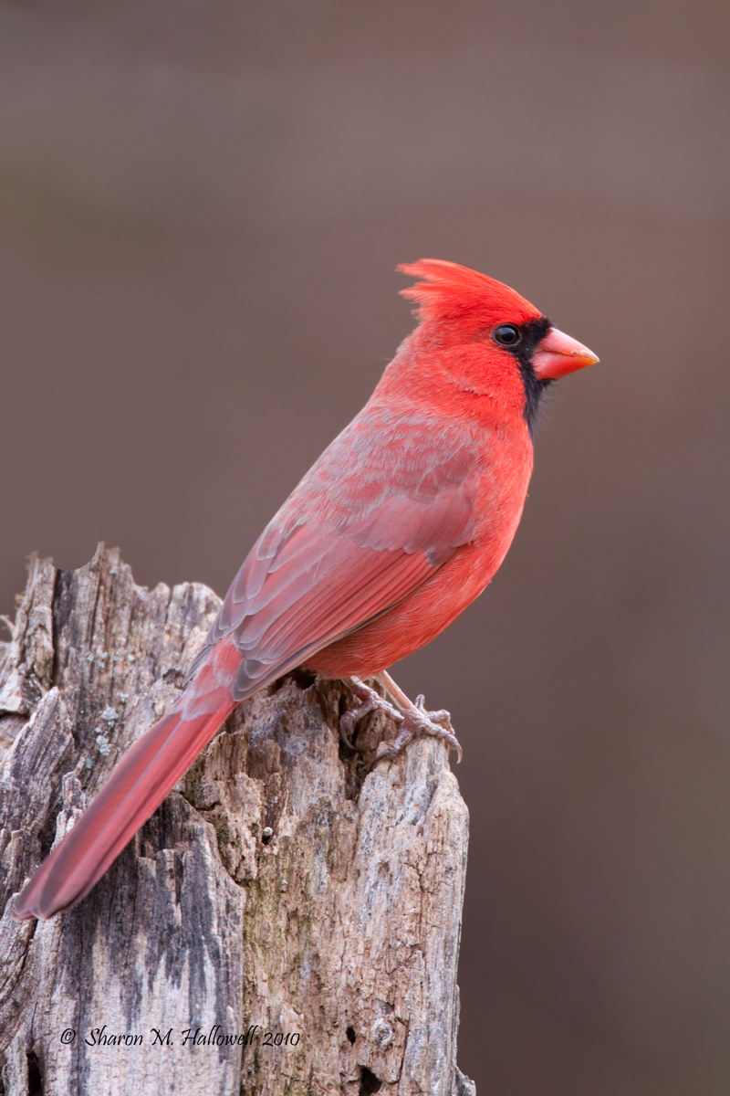 Cardinal
