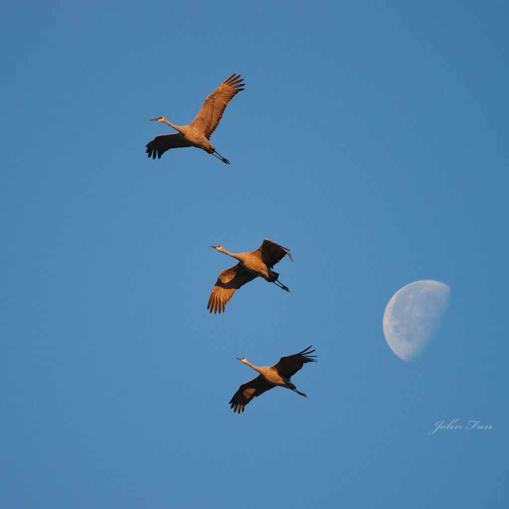Fly Away