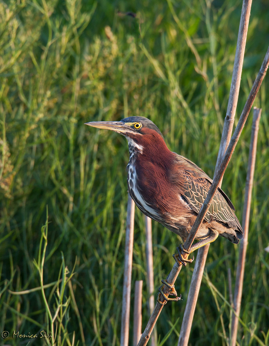 Green Heron