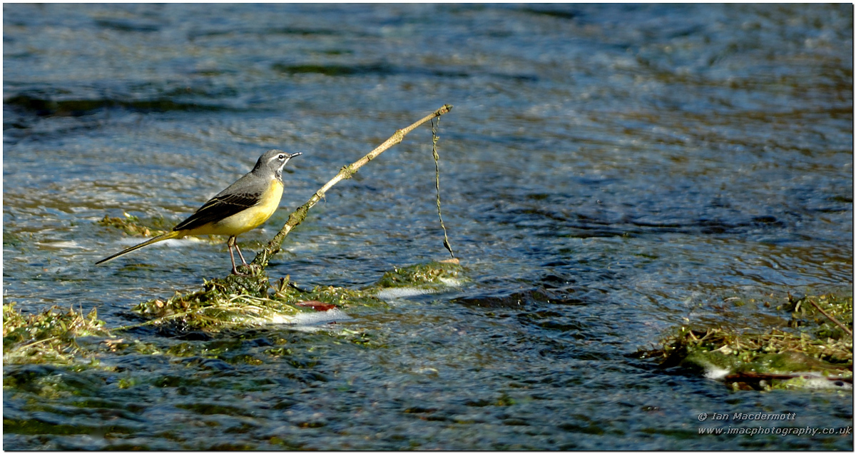 Gray Wagtail Fishing