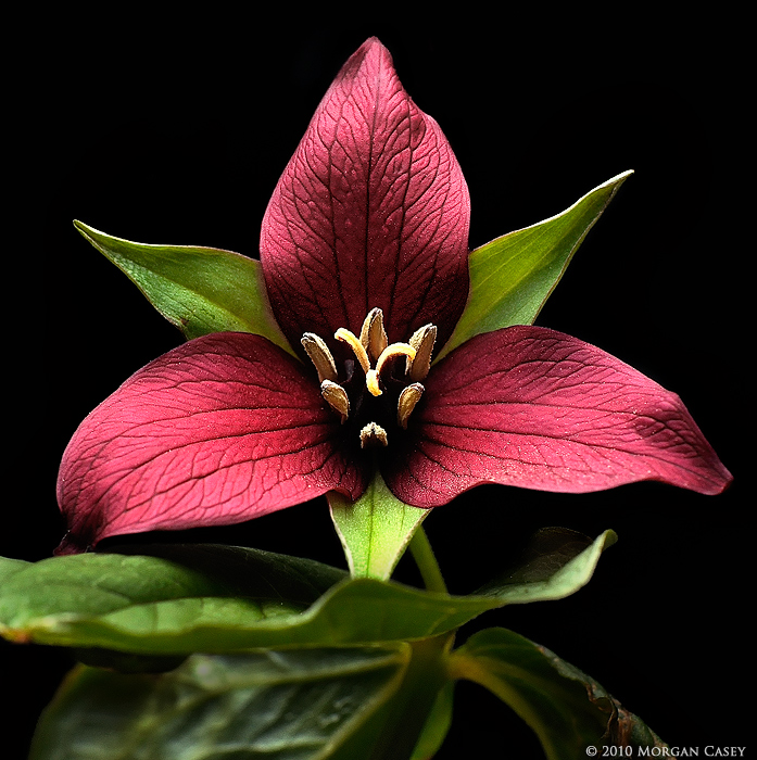 Purple Trillium + Repost