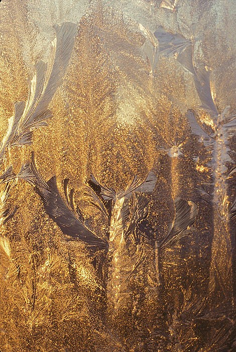 Ice Feathers