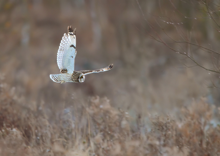 Short Eared Owl