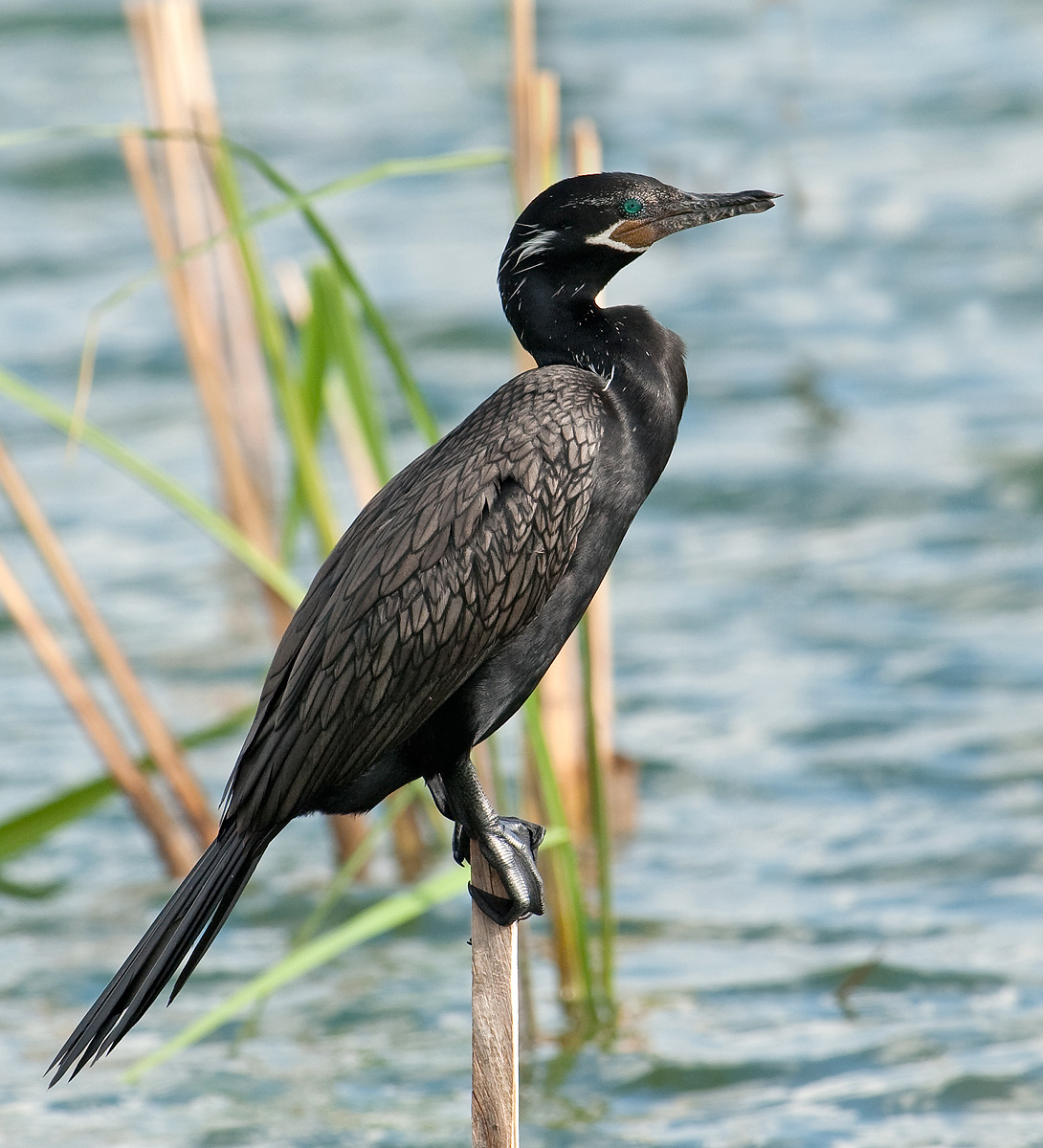 Neotropic Cormorant