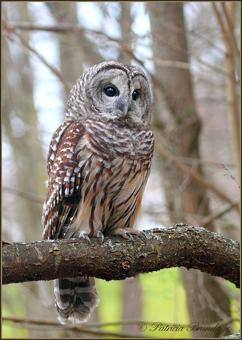 Barred Owl