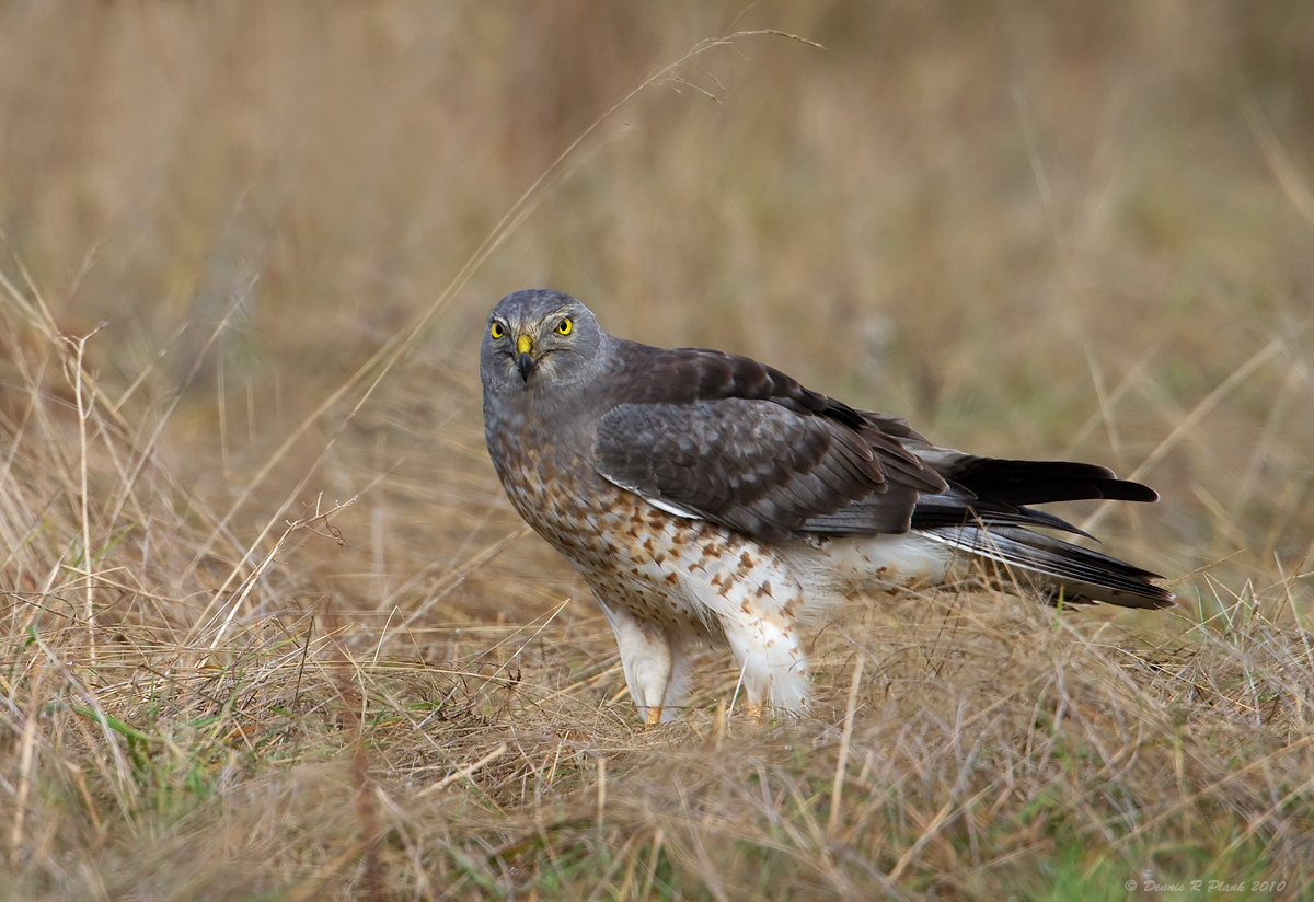 Harrier