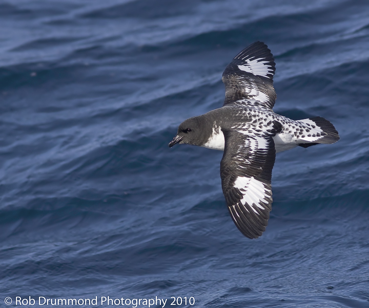 Cape Petrel