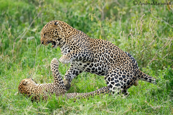 Leopards mating