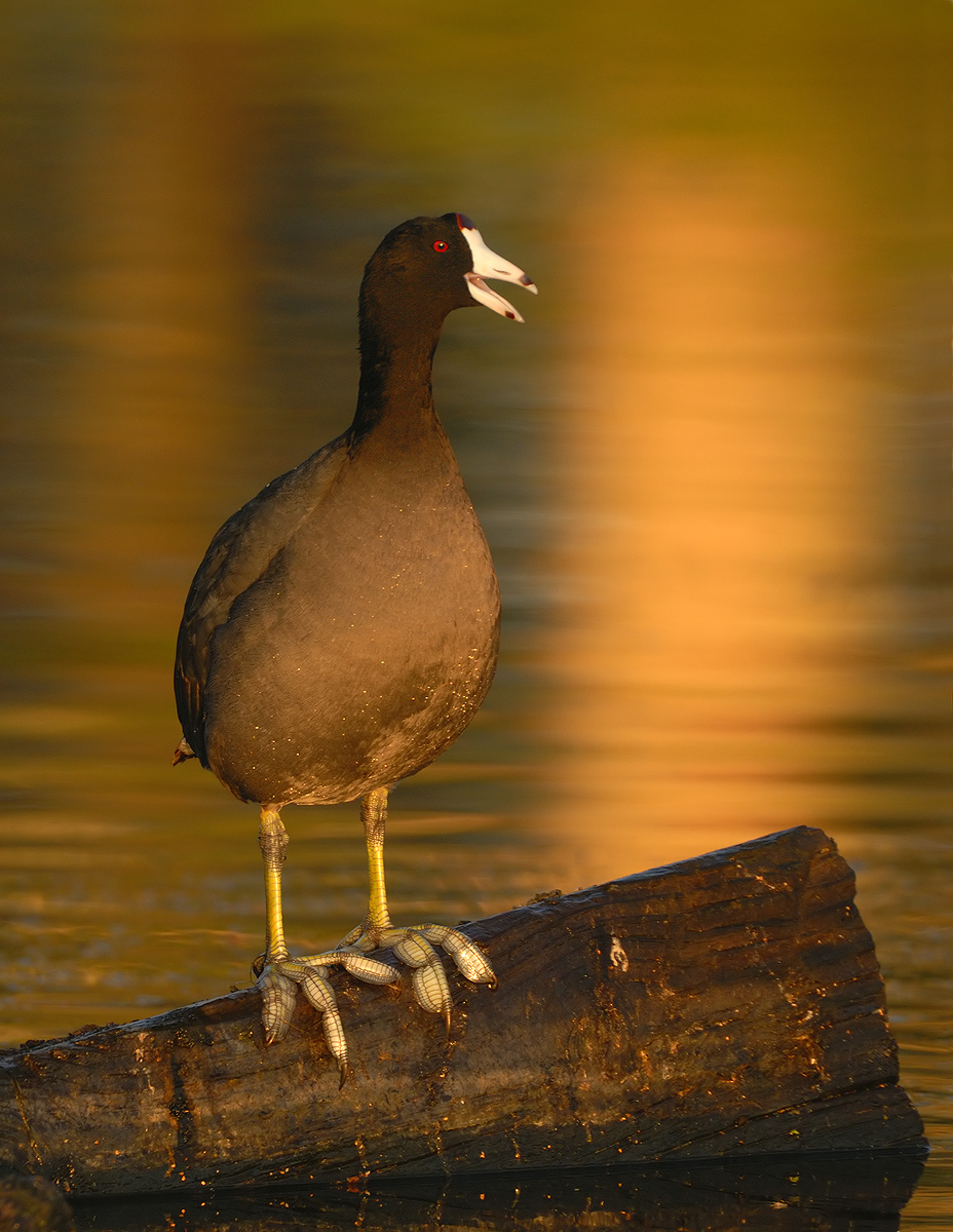 Coot