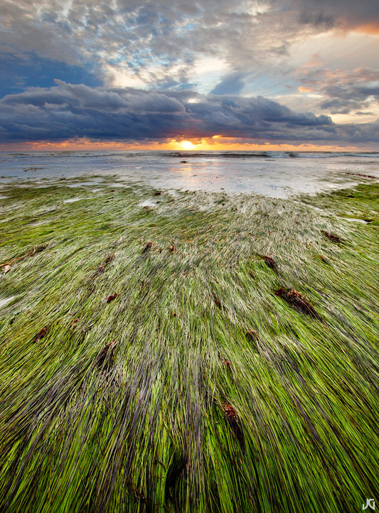 Sea Grass Carpet