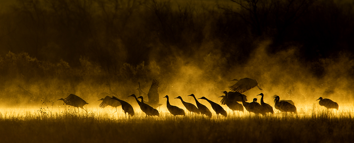 Sandhill Cranes at Dawn