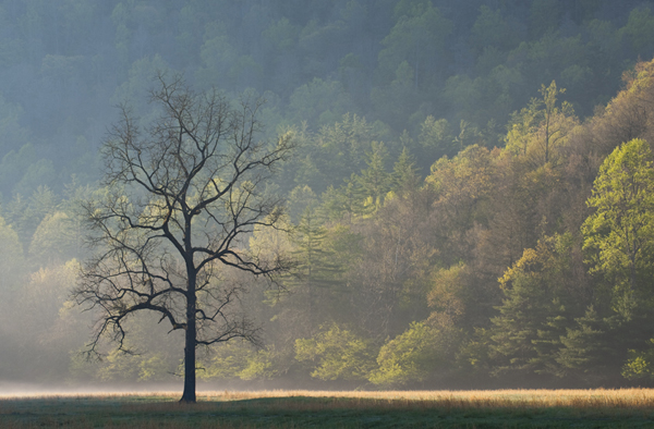 Smokies Spring