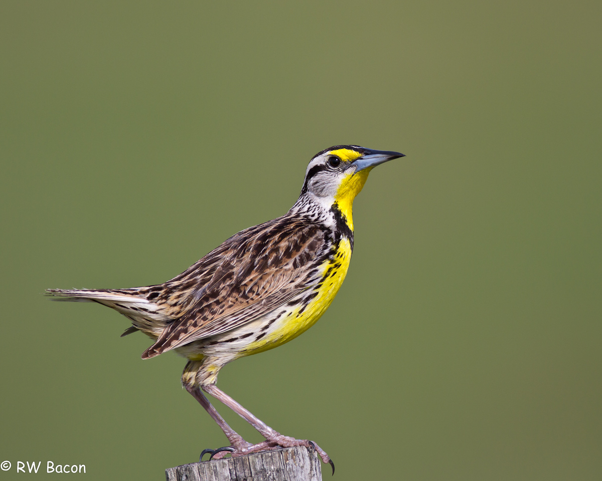 Meadowlark