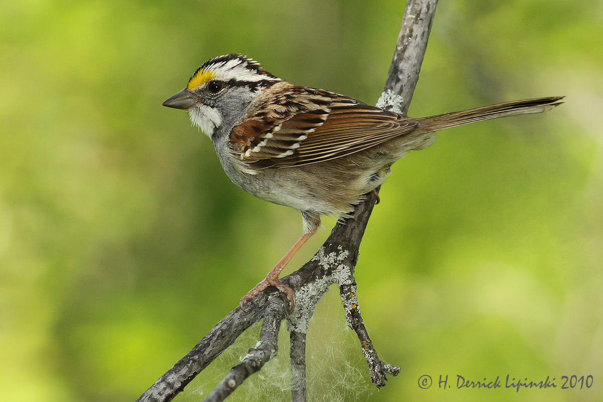 White-throated Sparrow