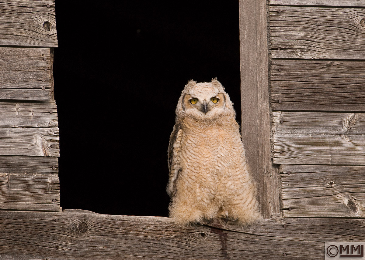 Great Horned Owl juvie