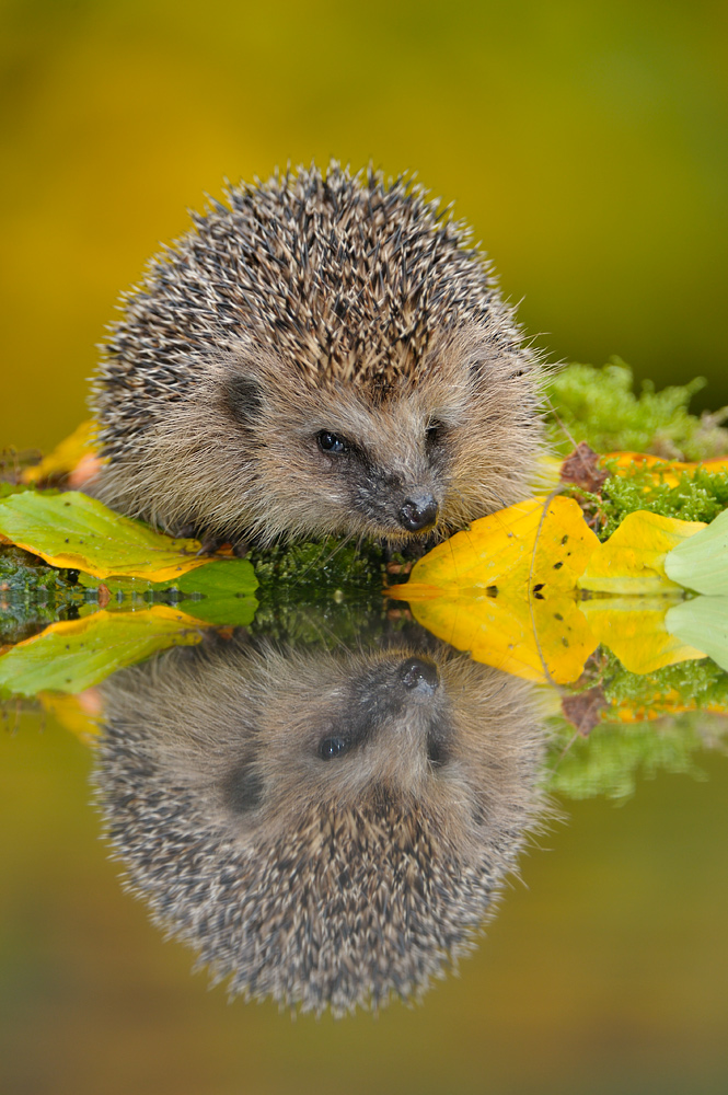 Autumn hedgehog