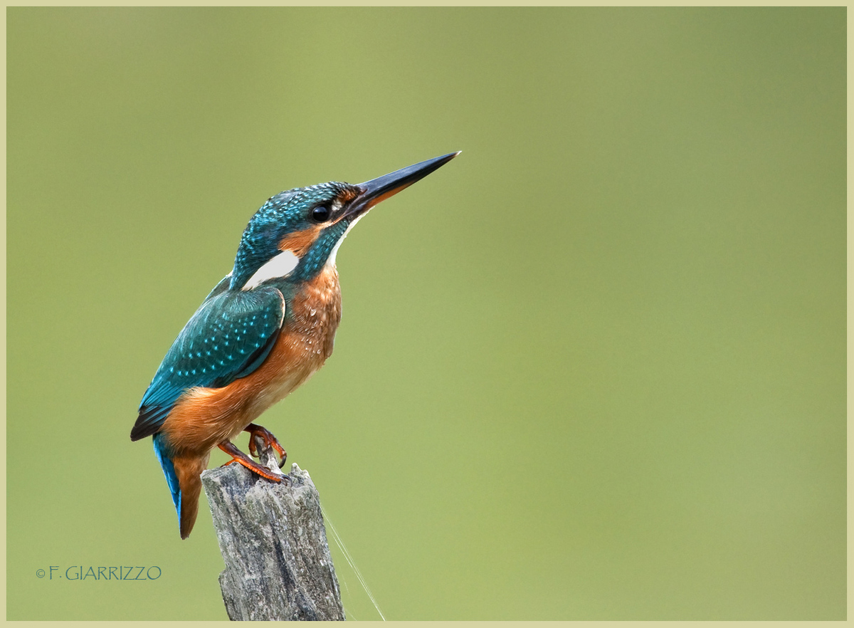 Kingfisher