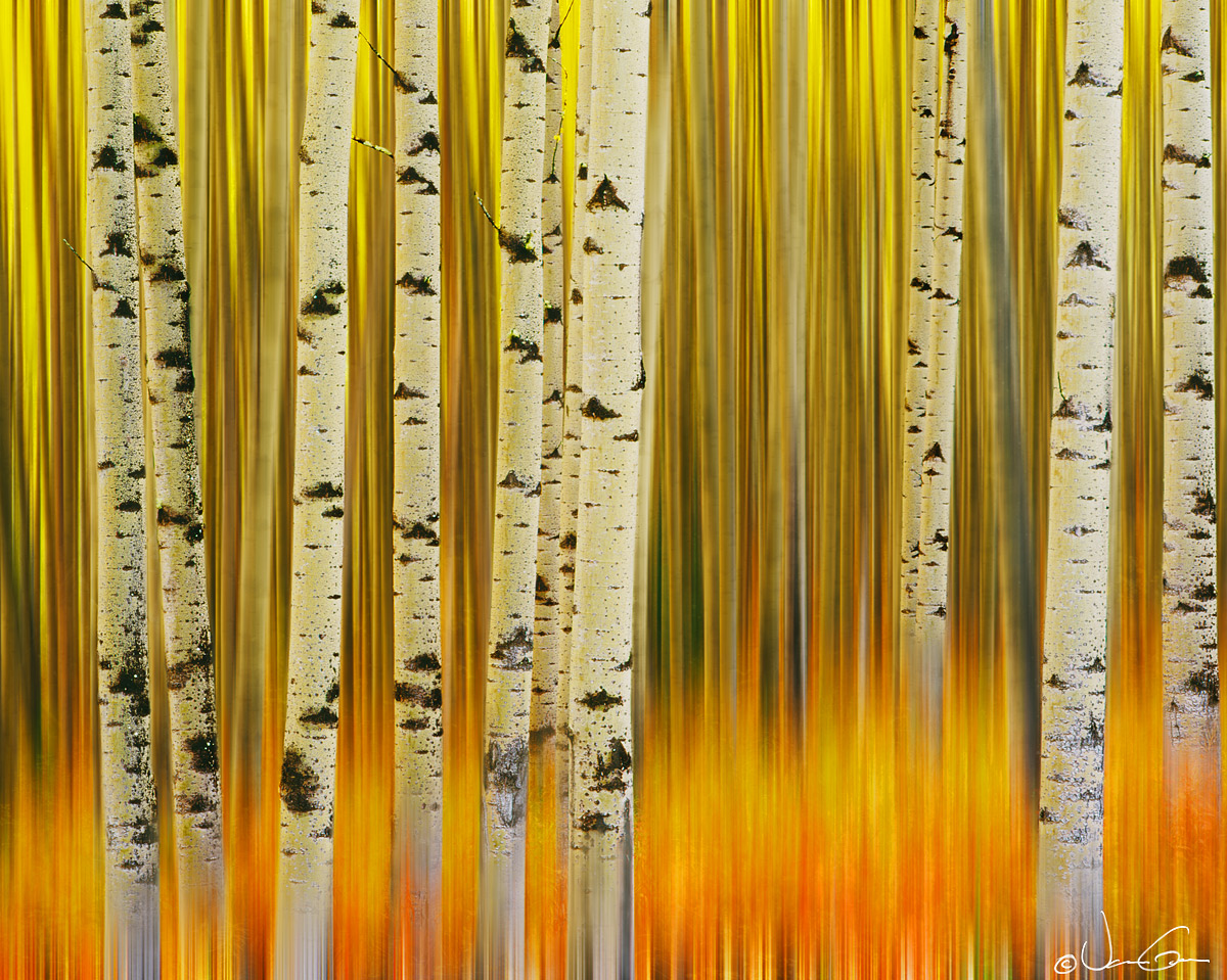 Aspen Firedance