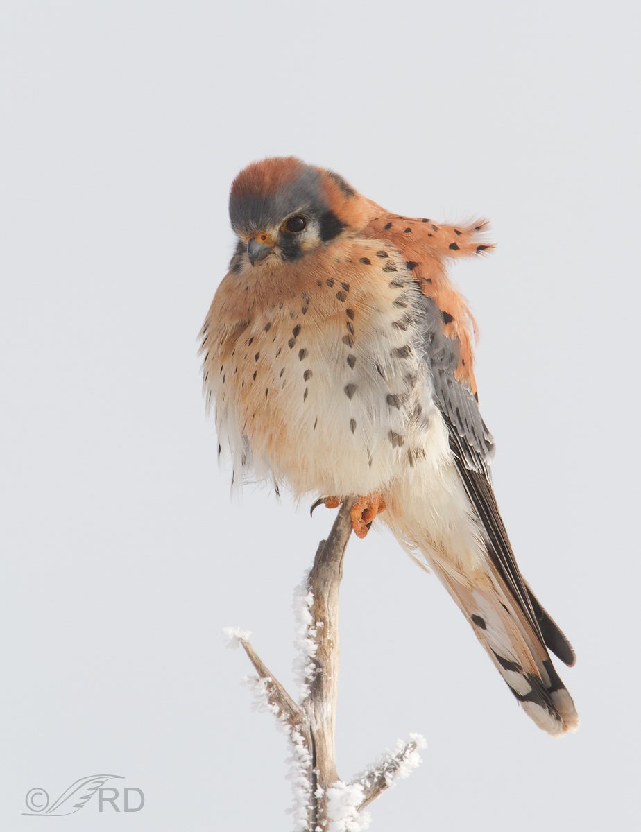 American Kestrel
