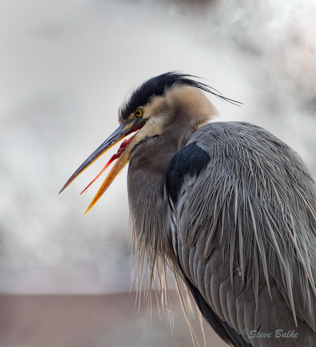 Great Blue Heron