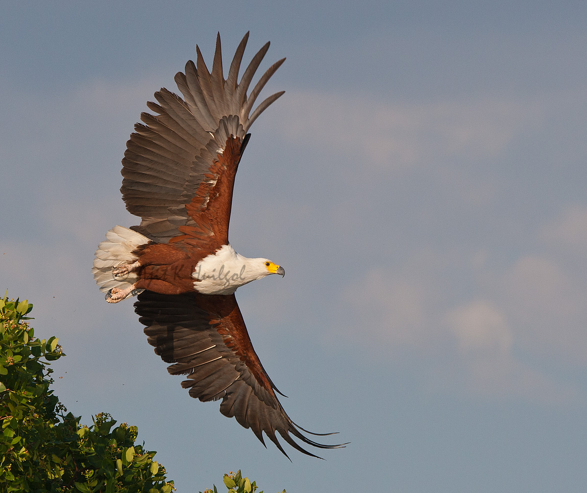 African fish eagle