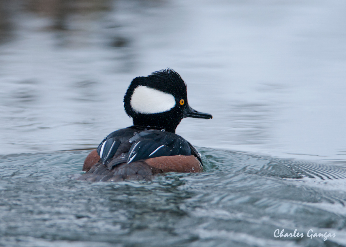 Hooded Merganser