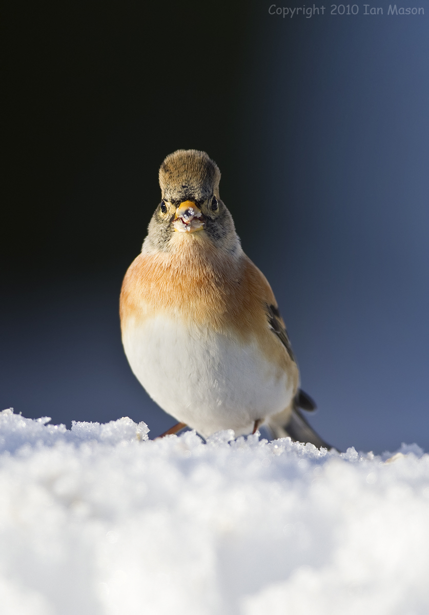 Brambling