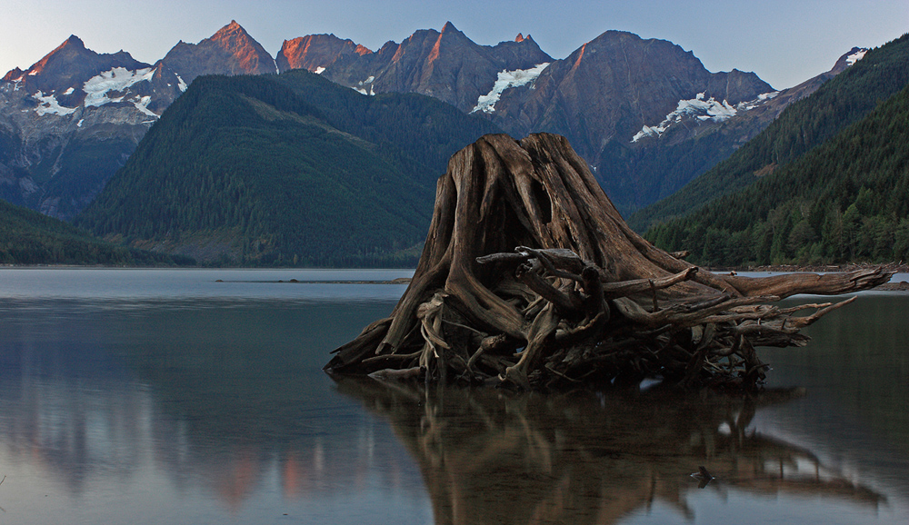 Stump at Jones Lake