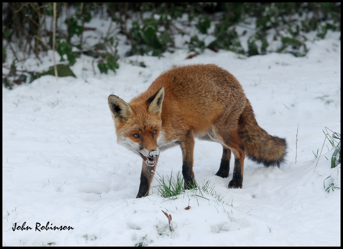 Cold nose
