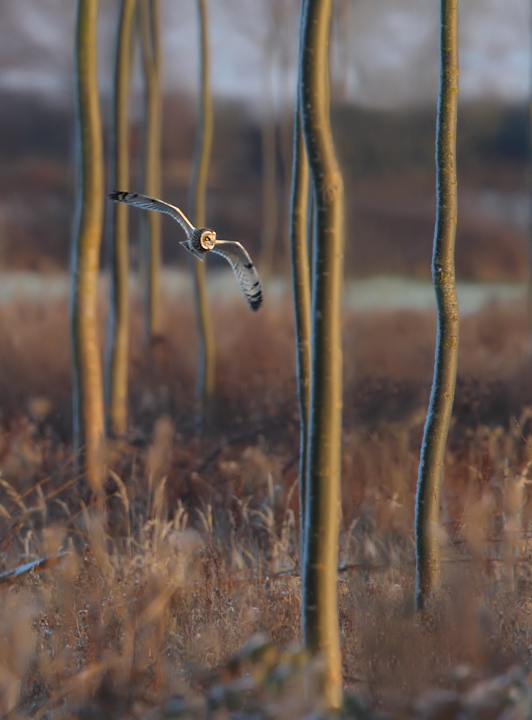 Short Eared Owl