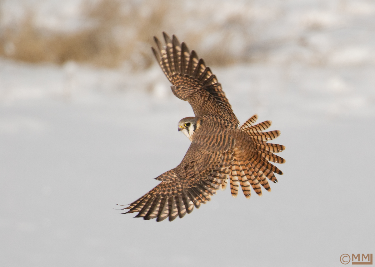 American Kestrel female