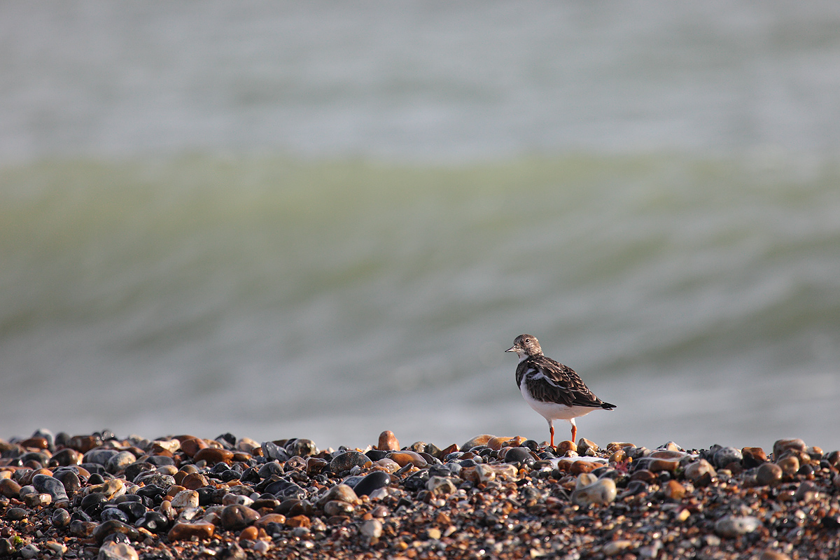 turnstone