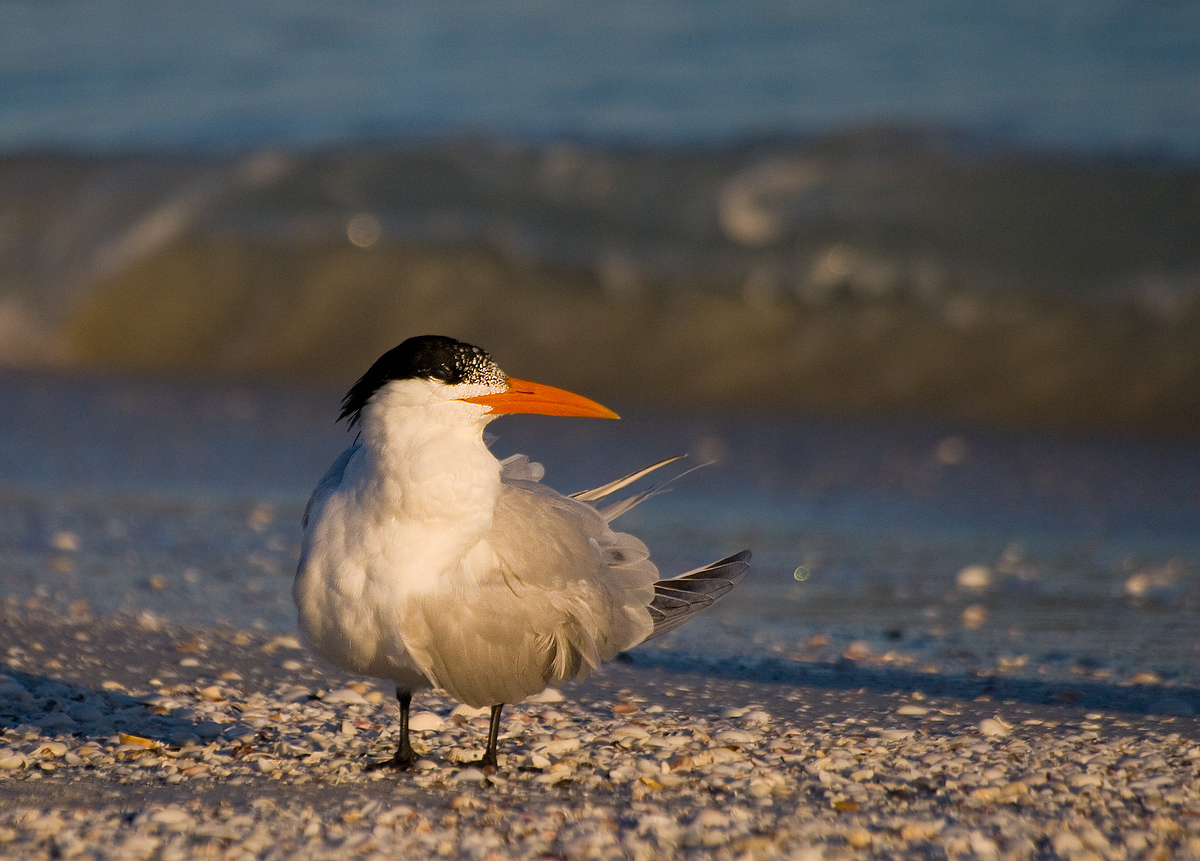 Royal Tern