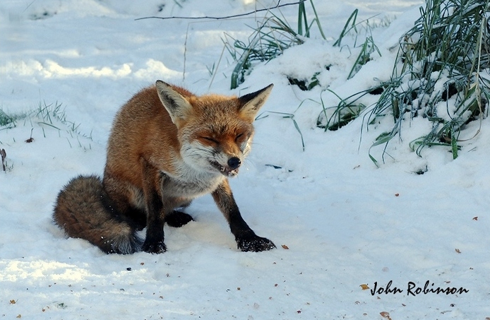 Fox Looking Constipated?