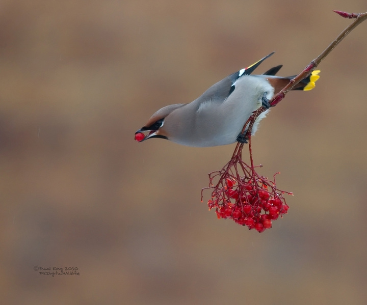 Waxwing