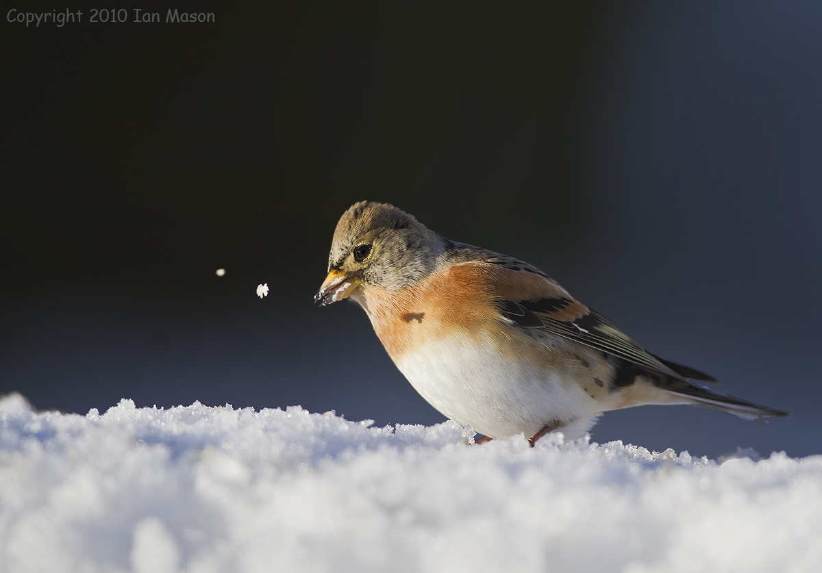 Brambling