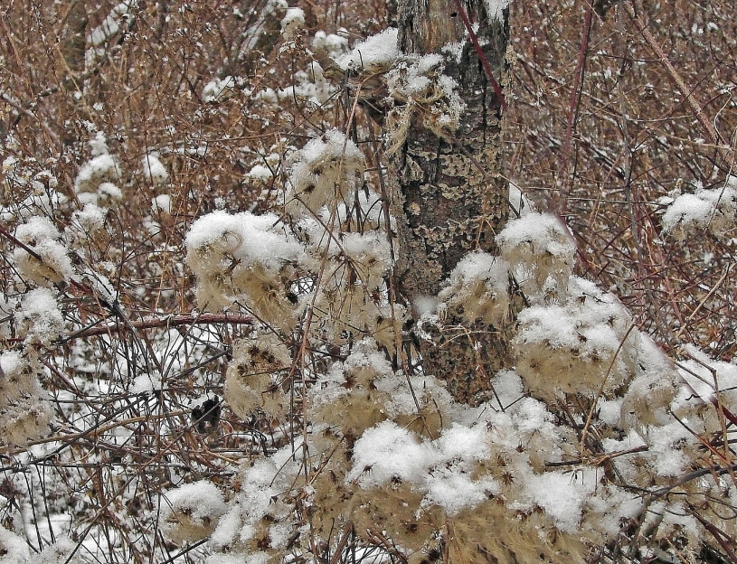 Snowy Eyeballs