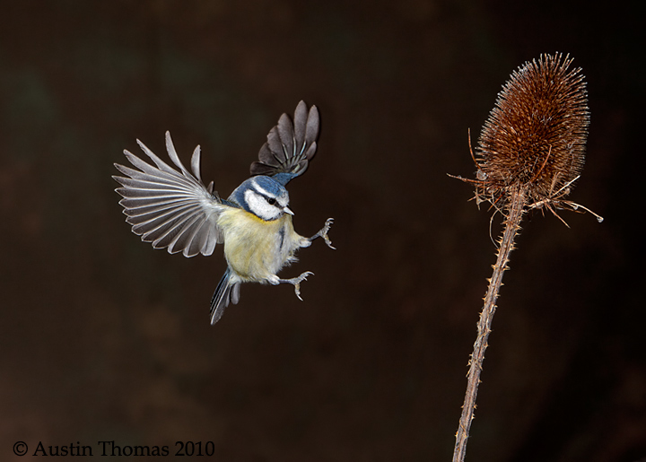 Blue Tit in flight