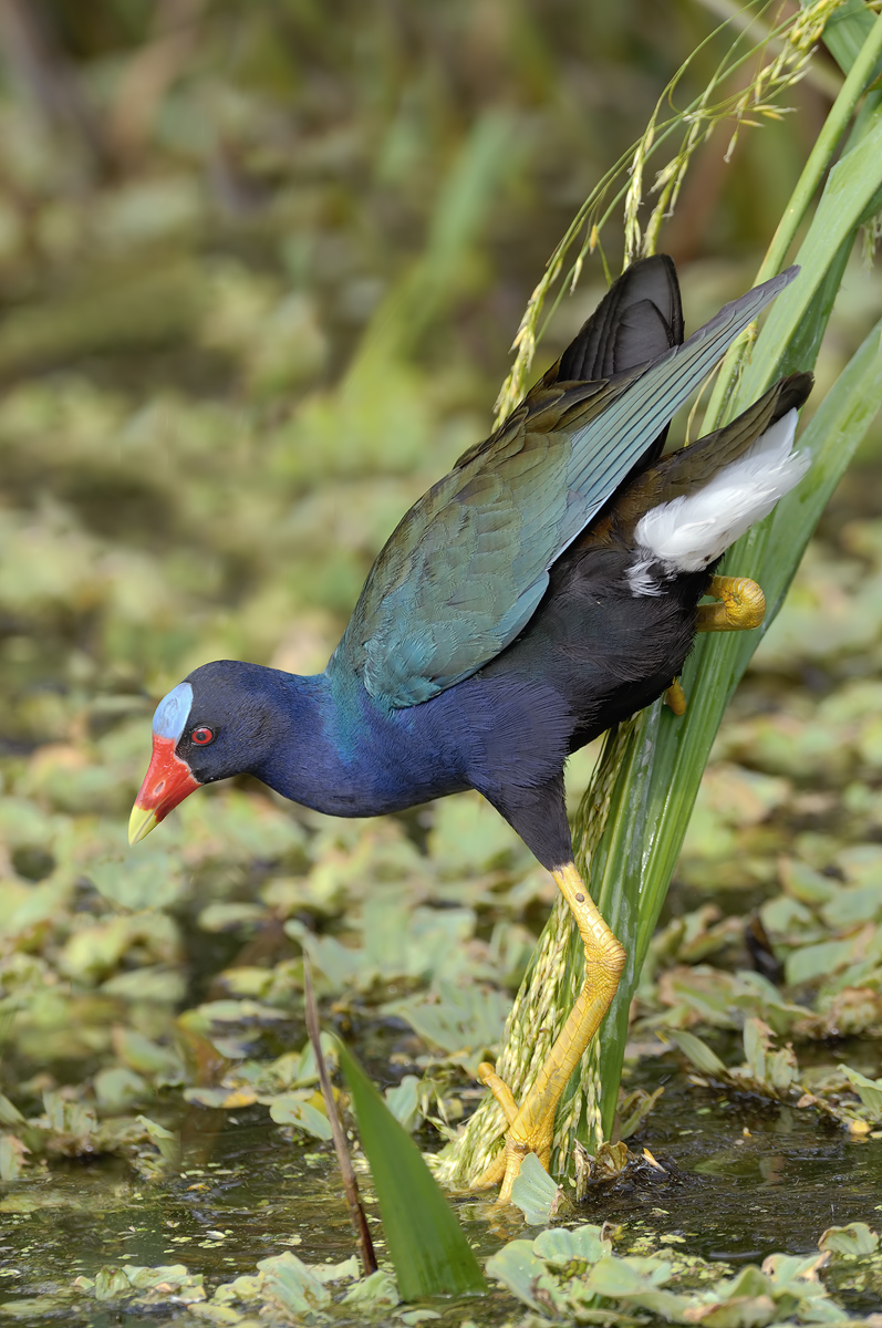 PURPLE GALLINULE